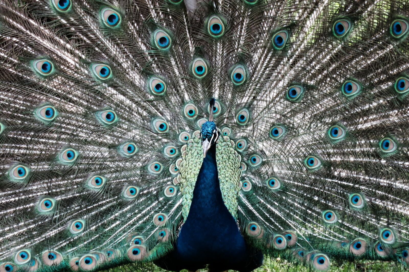 Canon PowerShot S110 sample photo. Peacock, animal, before gel photography