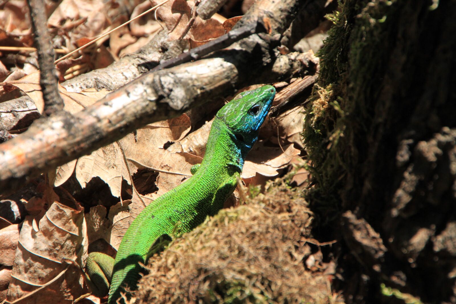 Canon EOS 500D (EOS Rebel T1i / EOS Kiss X3) sample photo. Blue, camouflage, forest photography