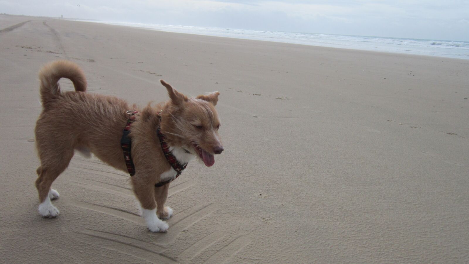 Canon PowerShot A3300 IS sample photo. Toddy, animals, perr photography
