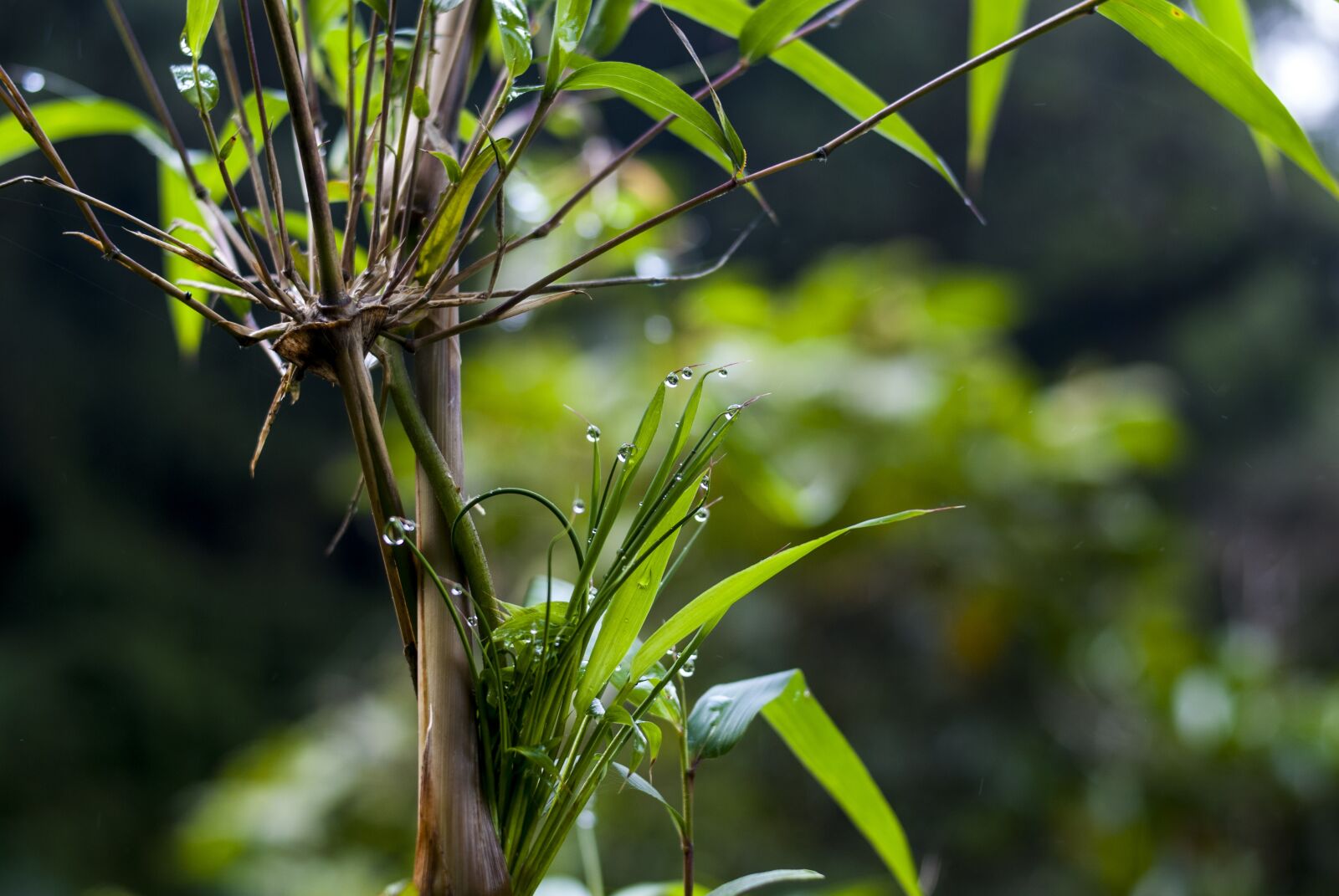 Nikon D60 sample photo. Plant, leaf, nature photography