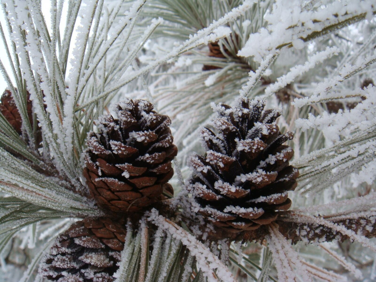 Sony DSC-T70 sample photo. Pinecones, winter, frost photography