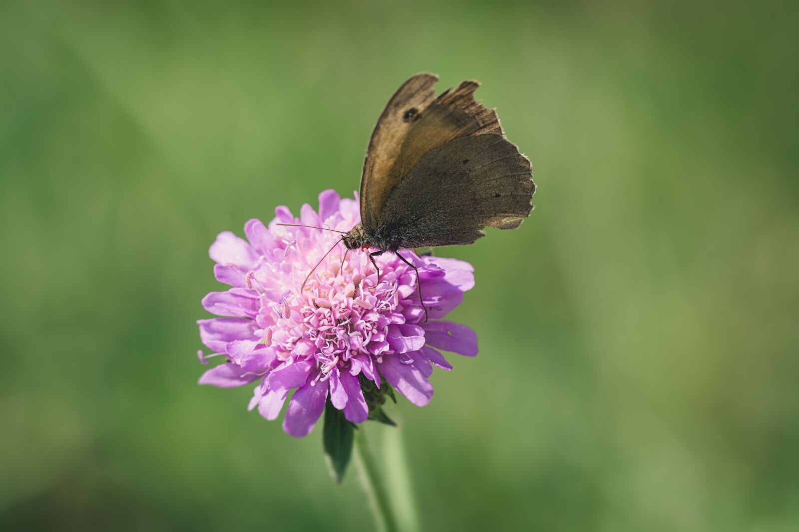 Nikon D7100 sample photo. Butterfly, blossom, bloom photography