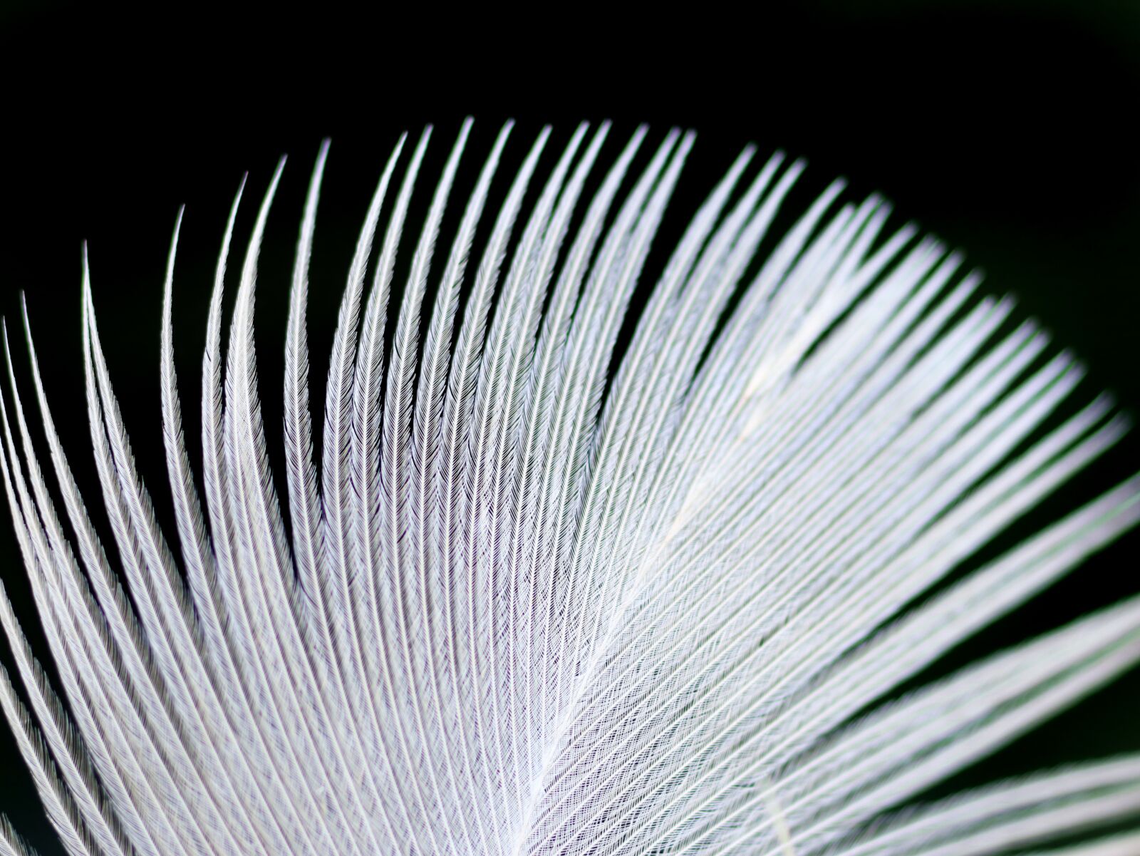 Tamron SP 90mm F2.8 Di VC USD 1:1 Macro sample photo. Feather, white, macro photography