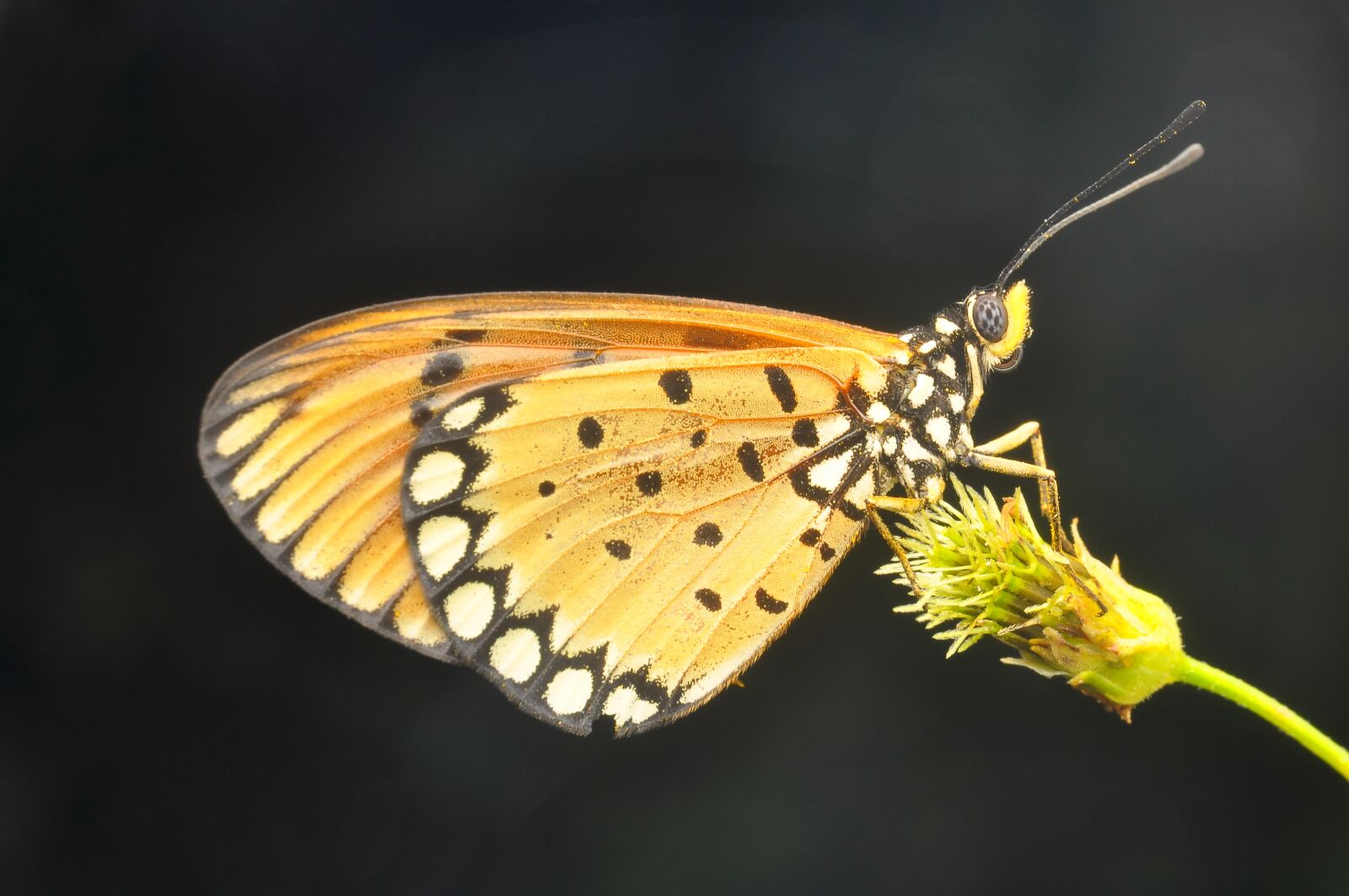 Nikon D90 sample photo. Butterfly, insects, flowers photography