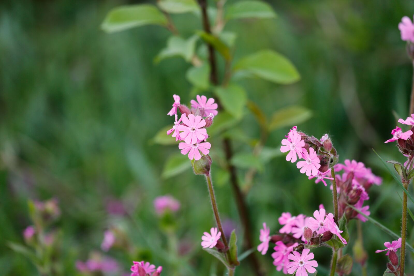 Canon EF 100-400mm F4.5-5.6L IS USM sample photo. Spring, flowers, scion photography