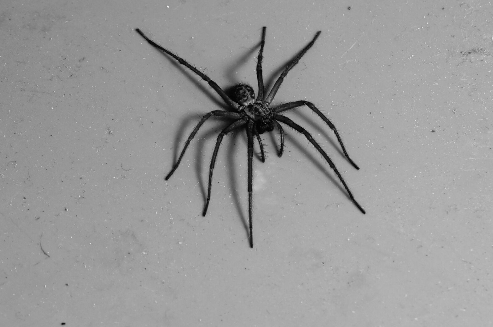 Sony SLT-A57 + Sony DT 55-200mm F4-5.6 SAM sample photo. Spider, black white, arachnid photography