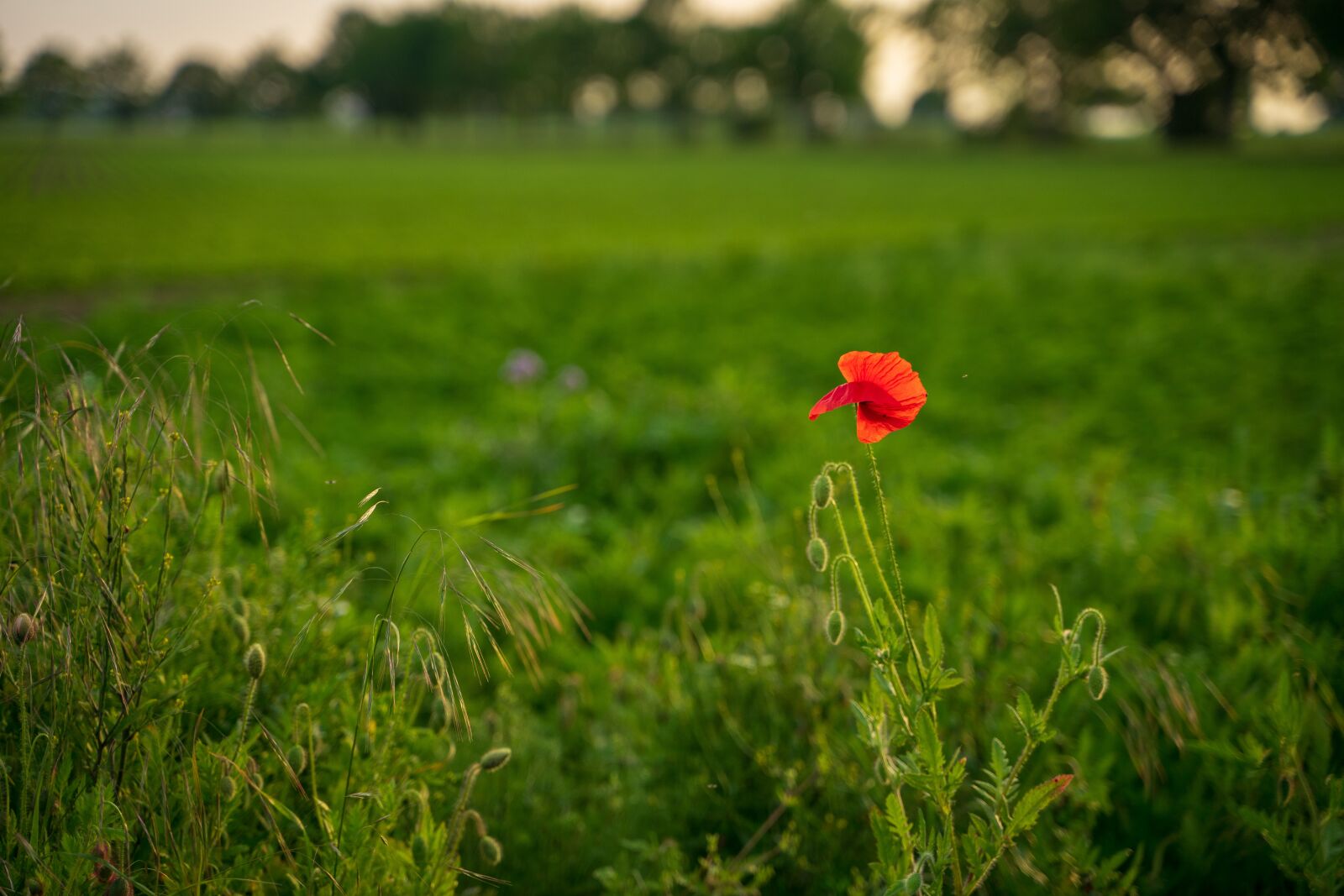 Tamron 28-75mm F2.8 Di III RXD sample photo. Poppy, evening, meadow photography
