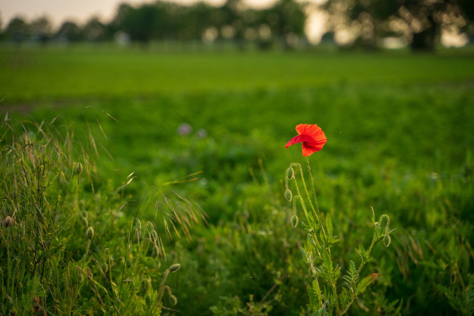 Sony a7 II sample photo. Poppy, evening, meadow photography