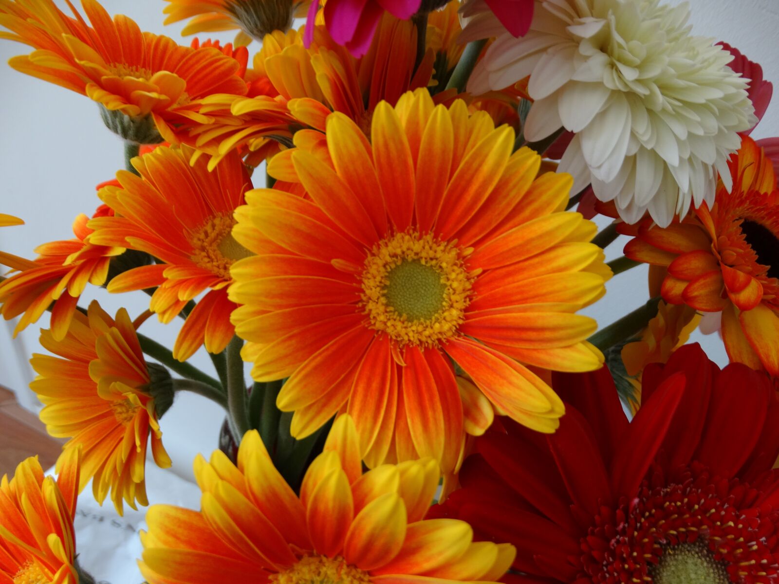 Sony Cyber-shot DSC-HX300 sample photo. Flowers, gerbera, orange photography