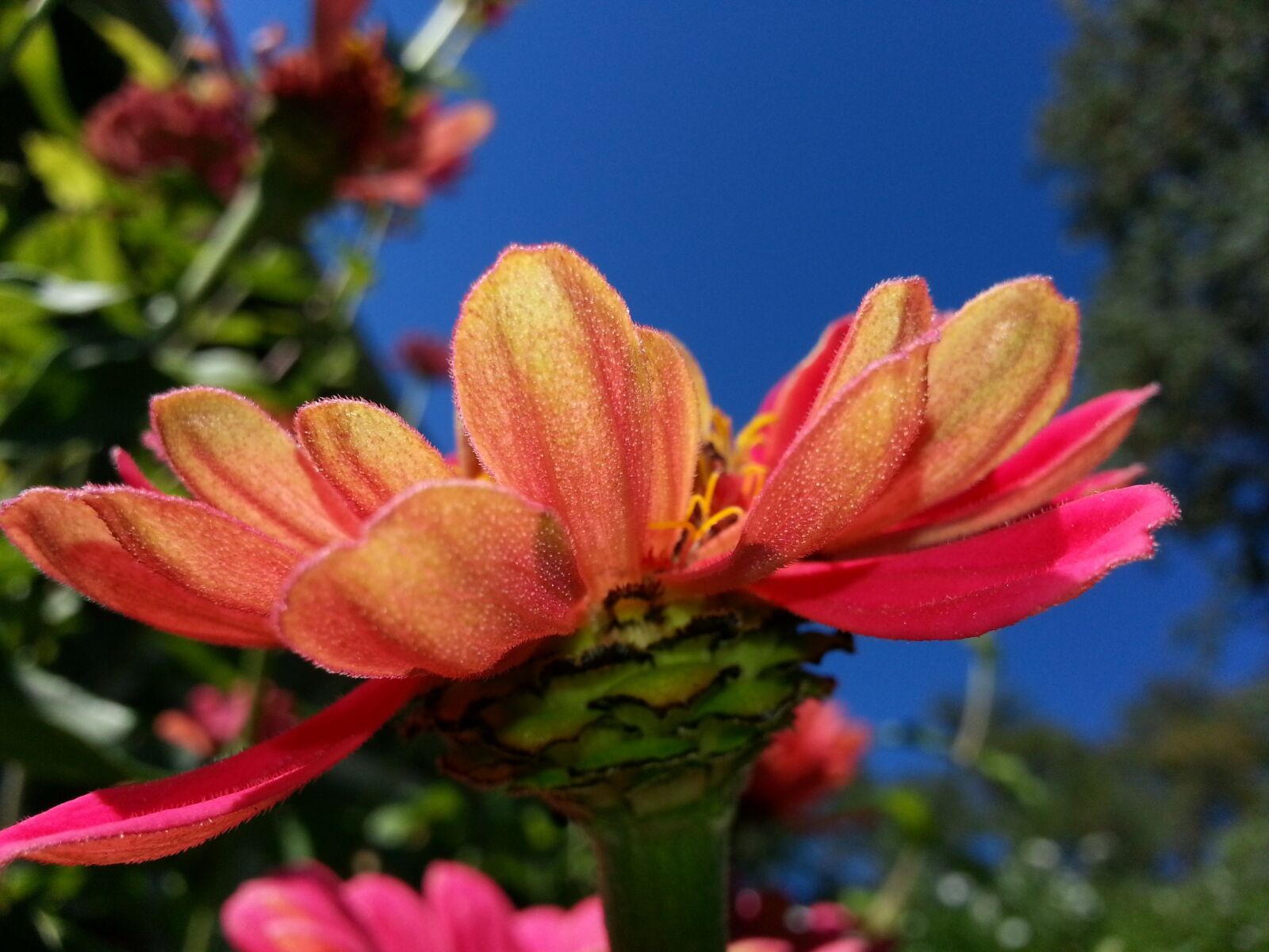 Samsung Galaxy S3 sample photo. Zinnia, summer, flower photography