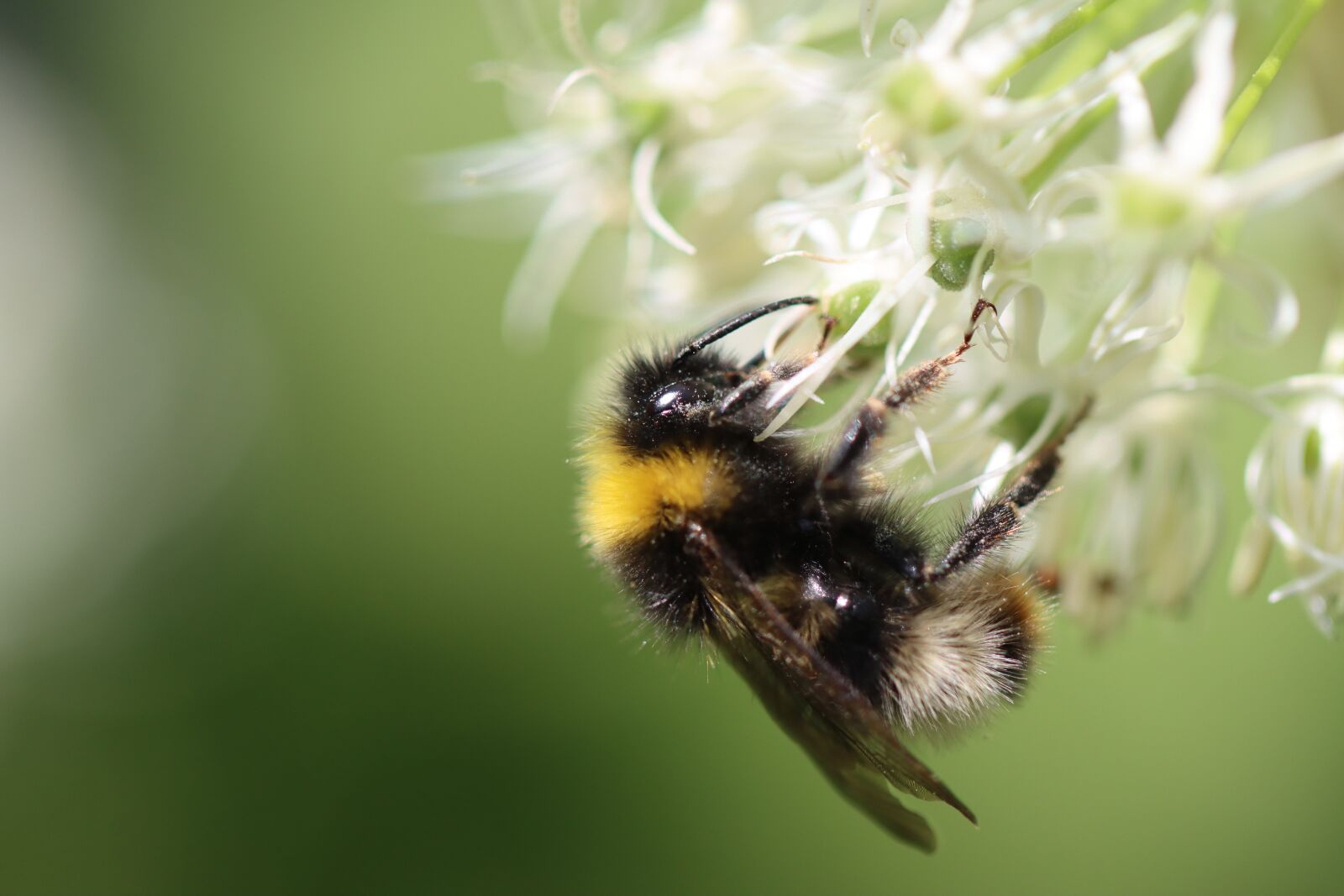 Canon EOS 90D sample photo. Bourdon, insect, forage photography