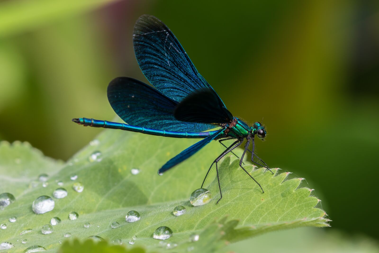 Canon EOS 7D Mark II sample photo. Demoiselle, blue dragonfly, dragonfly photography