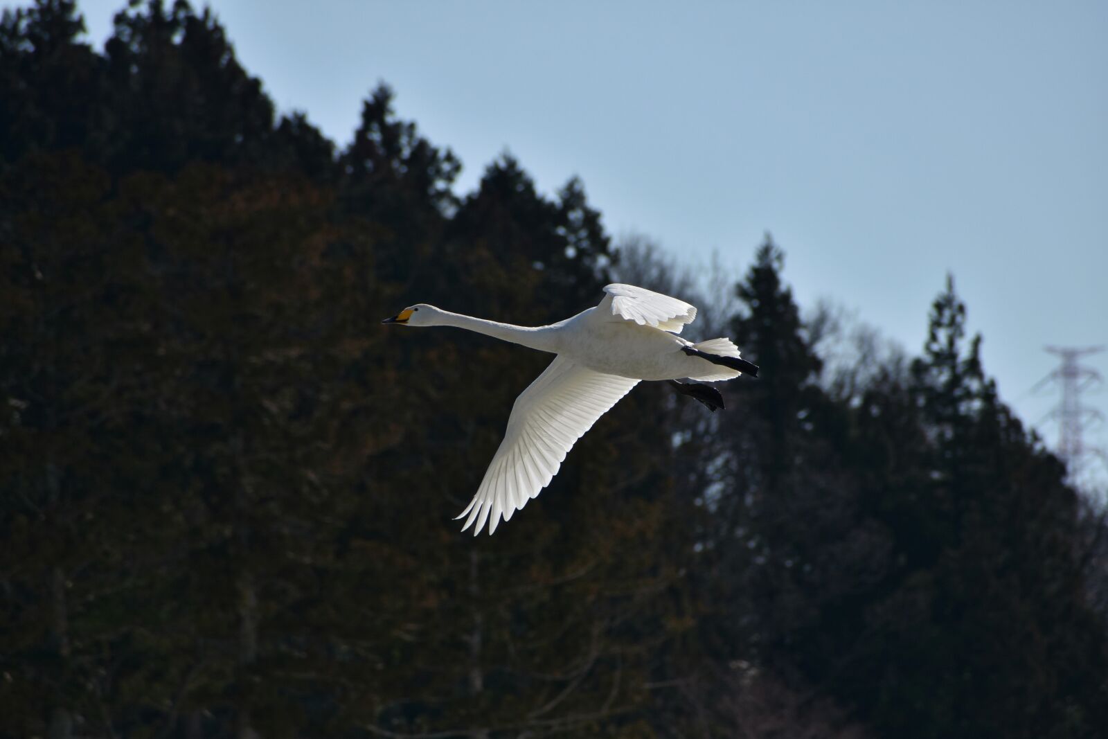 Nikon D7200 sample photo. Animal, sky, wood photography