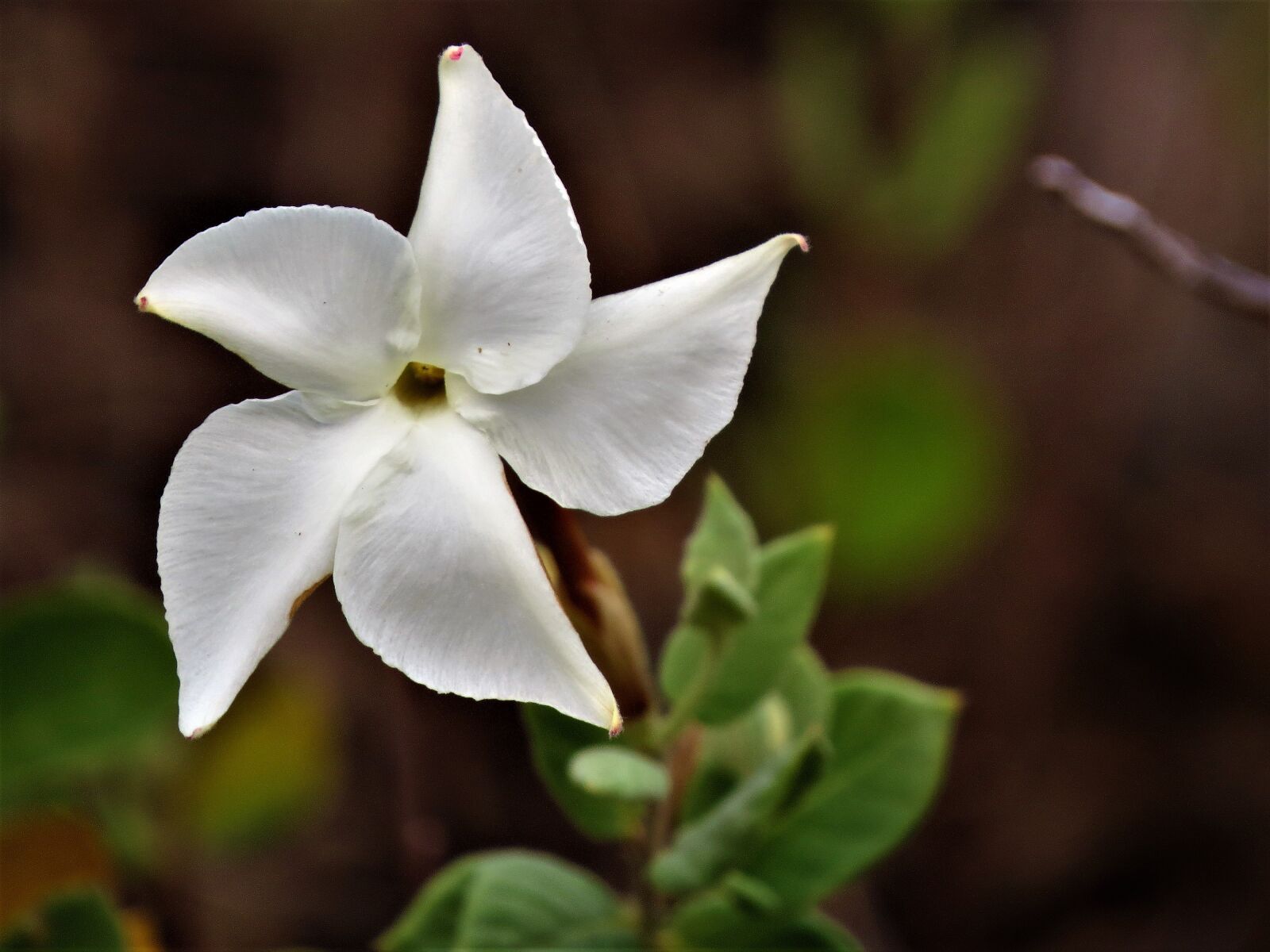Canon PowerShot SX50 HS sample photo. Wildflower, white, green photography