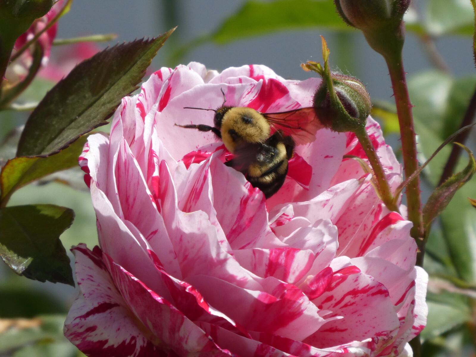 Panasonic DC-ZS70 sample photo. Rose, bumble bee, flower photography