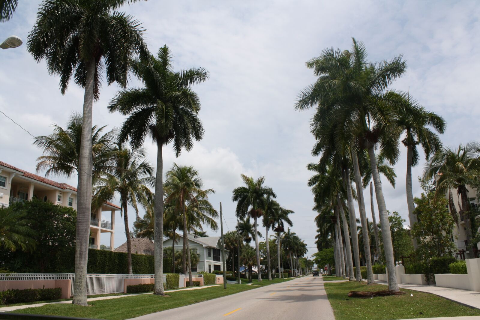 Canon EOS 1000D (EOS Digital Rebel XS / EOS Kiss F) sample photo. Palm, tree, travel photography