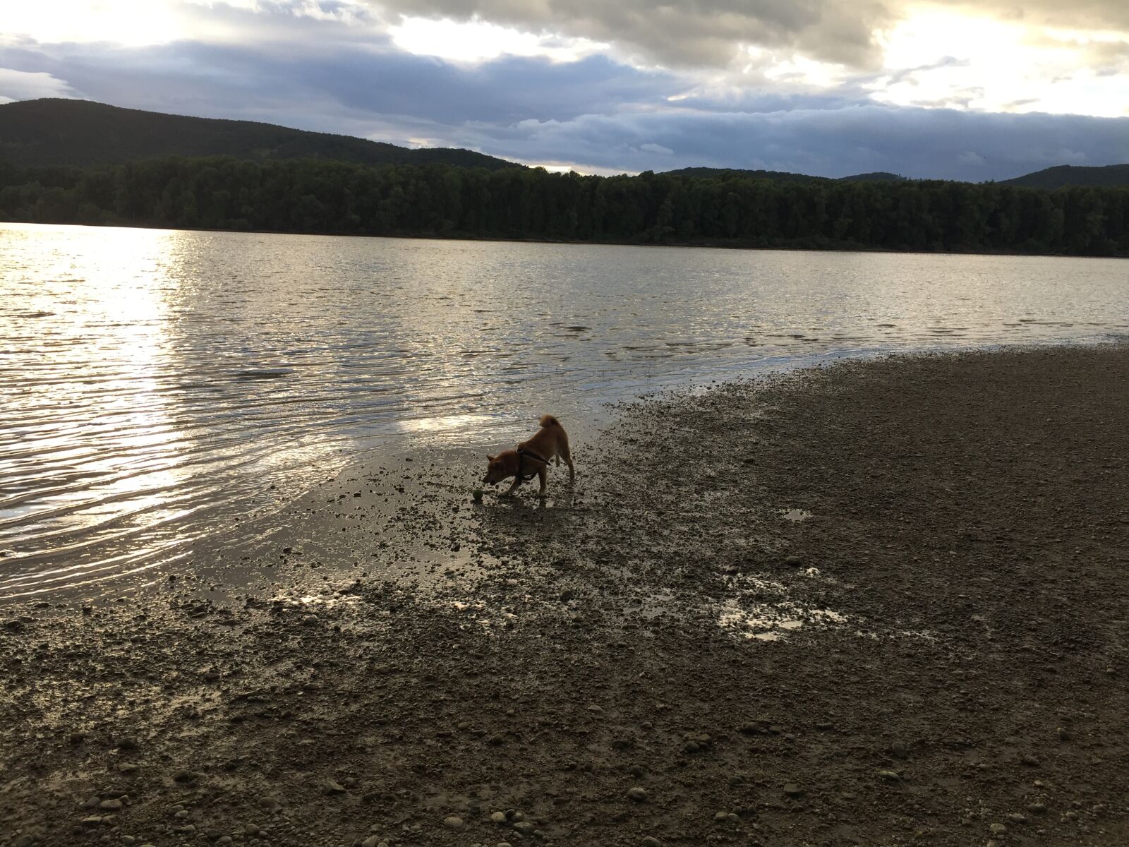 iPhone 6 back camera 4.15mm f/2.2 sample photo. Danube, dog, outdoor, river photography