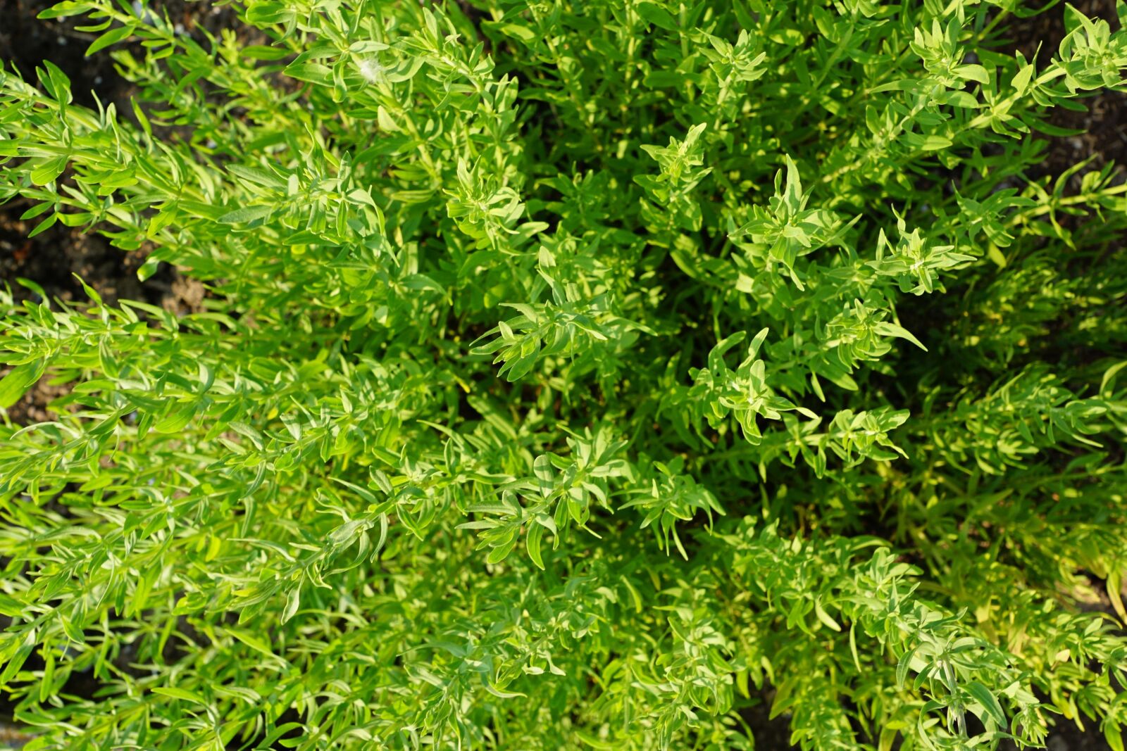 Sony ILCA-77M2 + Sony DT 16-50mm F2.8 SSM sample photo. Thyme, summer, herb photography