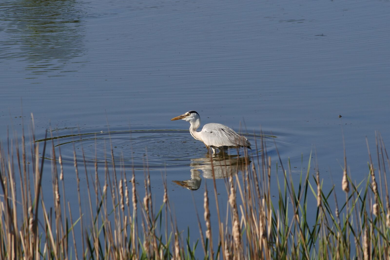 Nikon 1 J5 + VR 55-200mm f/4-5.6G sample photo. Animal, river, waterside photography