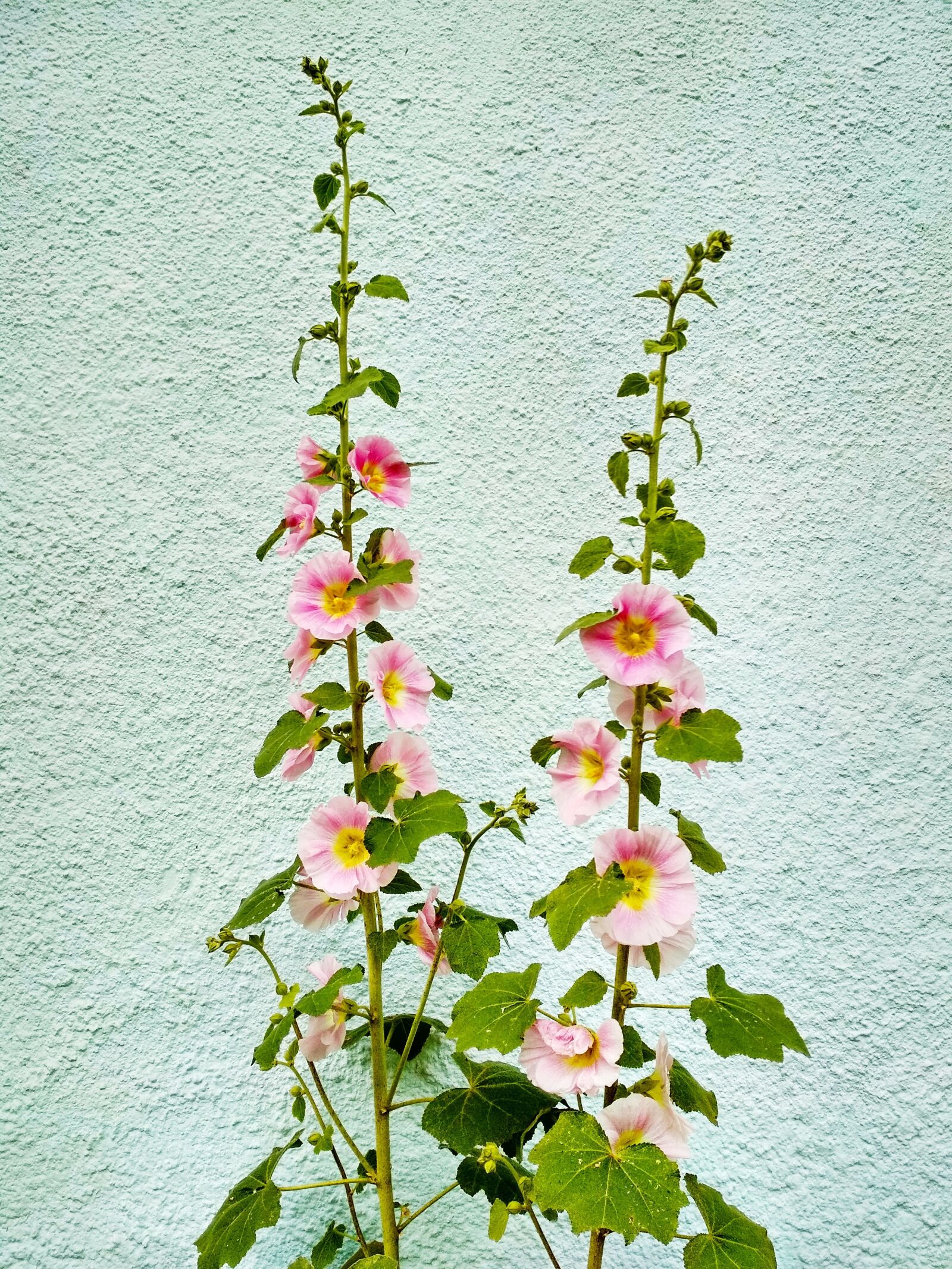 Xiaomi Redmi 4X sample photo. Flower, nature, bloom photography