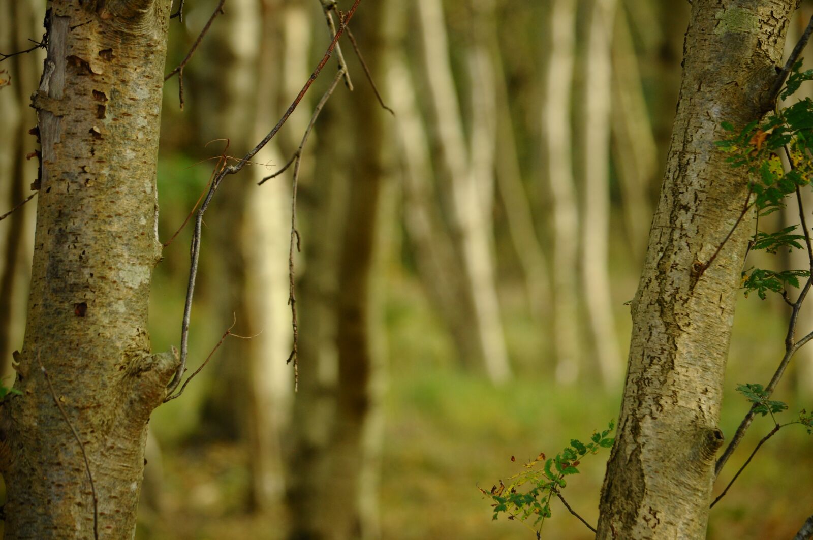 Nikon D90 sample photo. Trees, birch, autumn photography