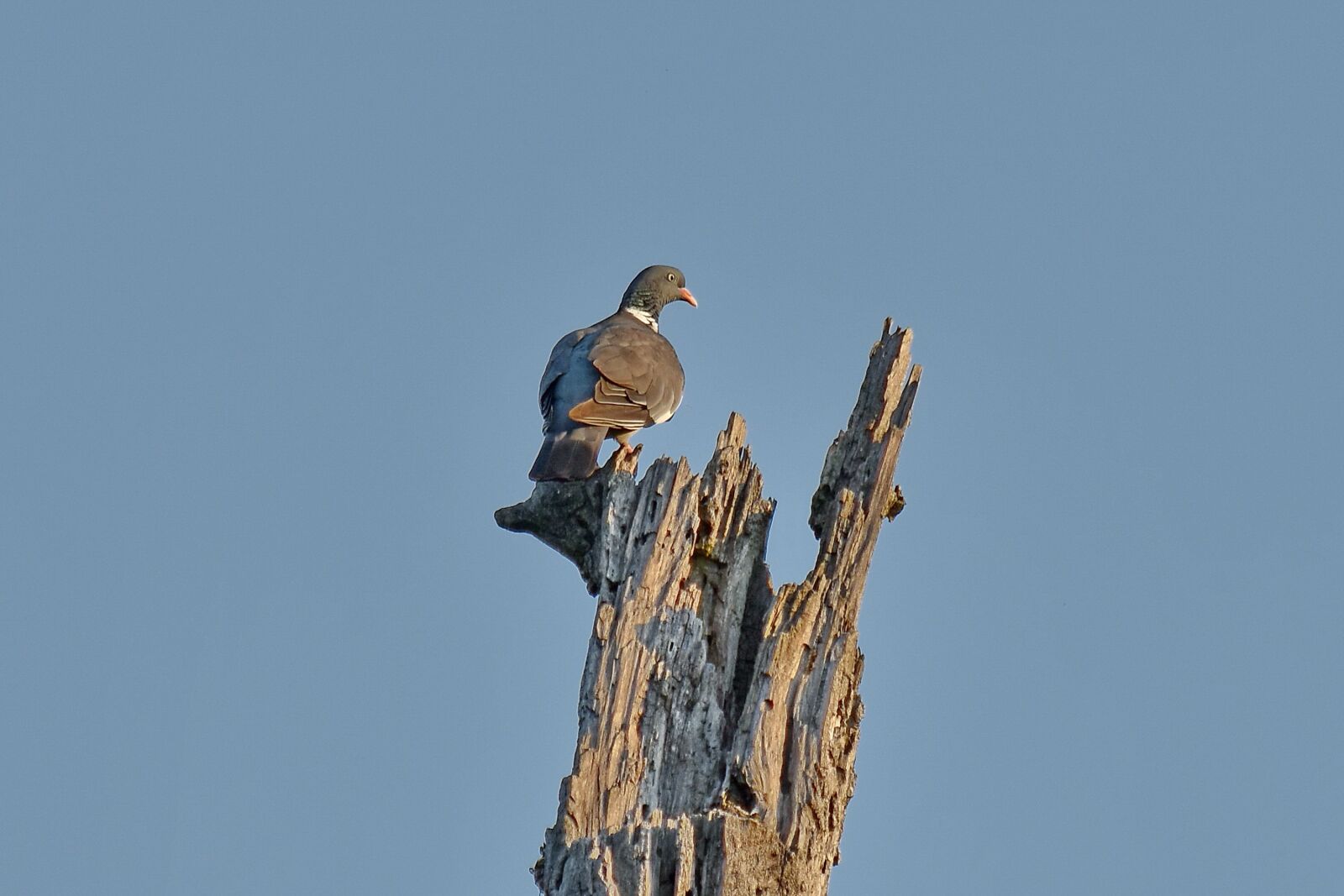 Nikon D5500 sample photo. Pigeon, wild, wildlife, wildness photography