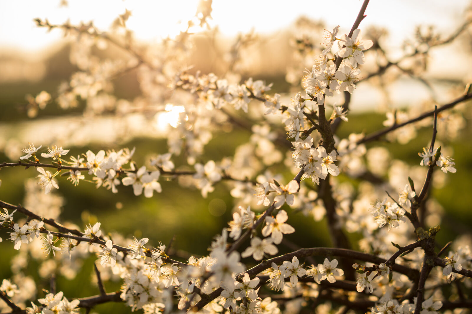 Sony DT 35mm F1.8 SAM sample photo. Nature, summer, blossom, sunny photography