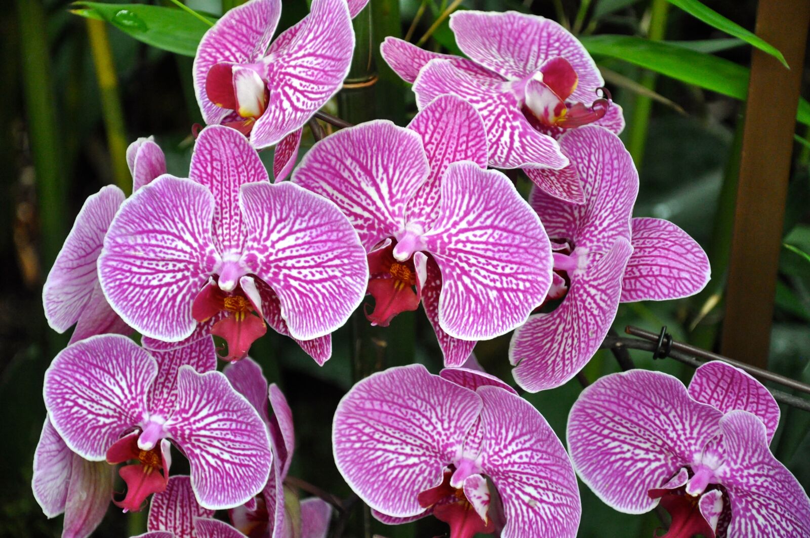 Nikon D5000 sample photo. Flowers, orchids, ny botanical photography