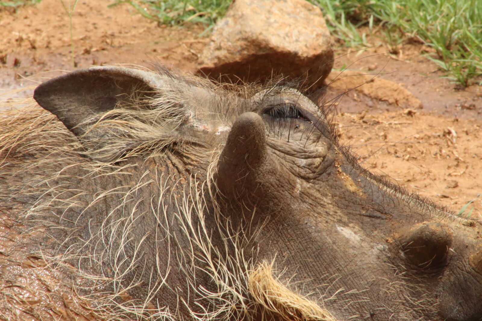 Canon EOS 1300D (EOS Rebel T6 / EOS Kiss X80) + Canon EF 75-300mm f/4-5.6 sample photo. Warthog, wild, pig photography