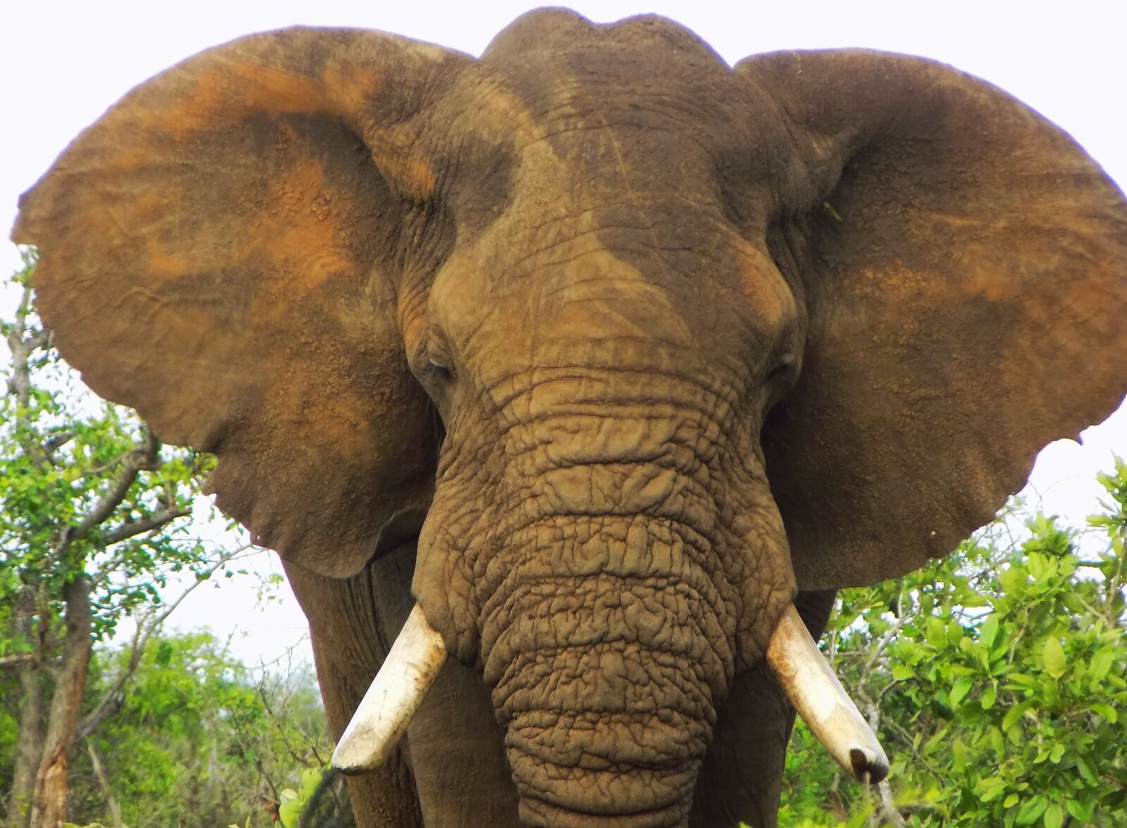 Nikon COOLPIX L340 sample photo. African elephant, elephant, bull photography