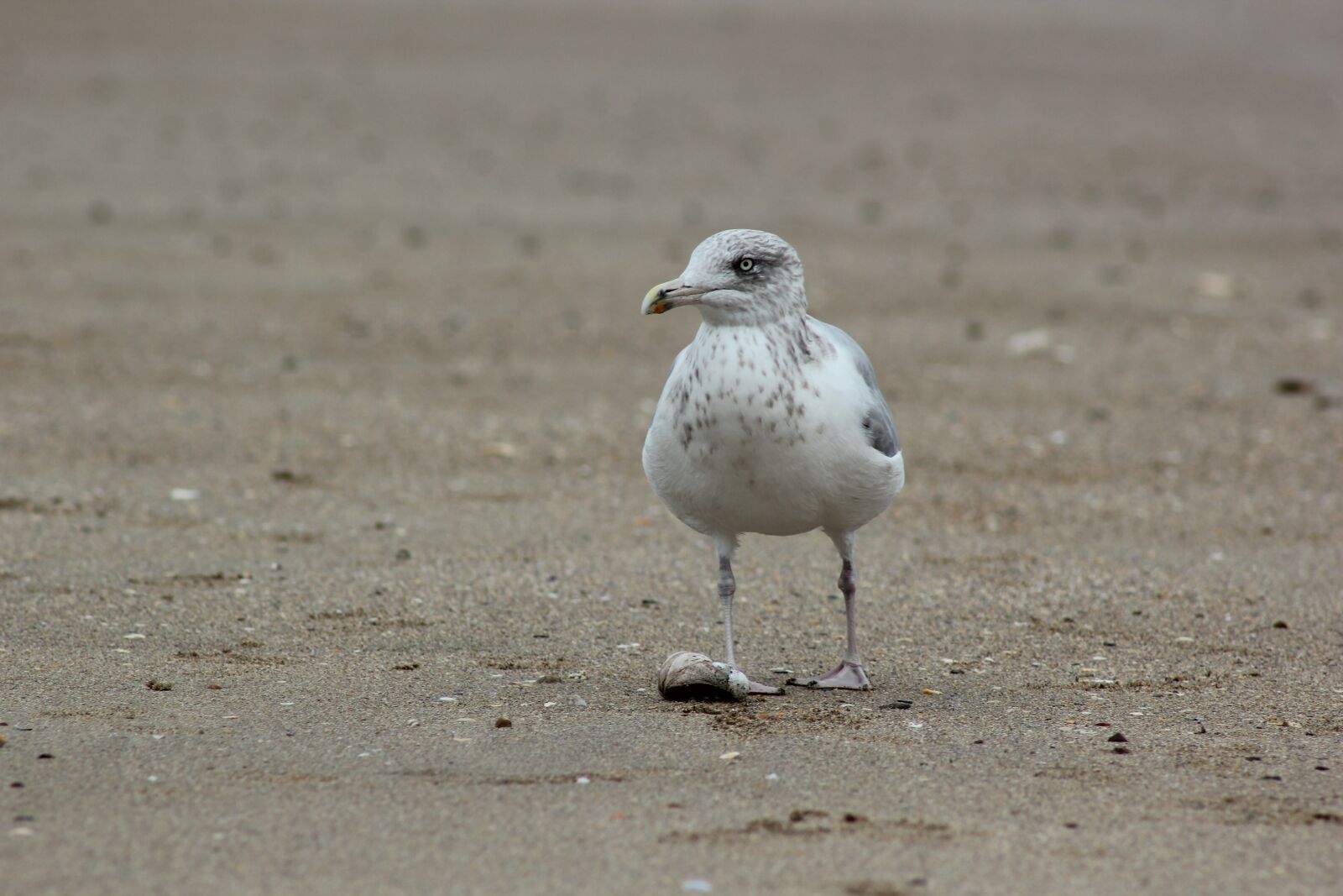 Canon EOS 550D (EOS Rebel T2i / EOS Kiss X4) sample photo. Seagull, sand, beach photography