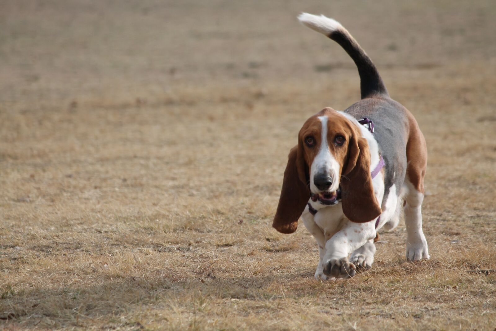 Canon EOS 1100D (EOS Rebel T3 / EOS Kiss X50) sample photo. Dog, basset hound, small photography