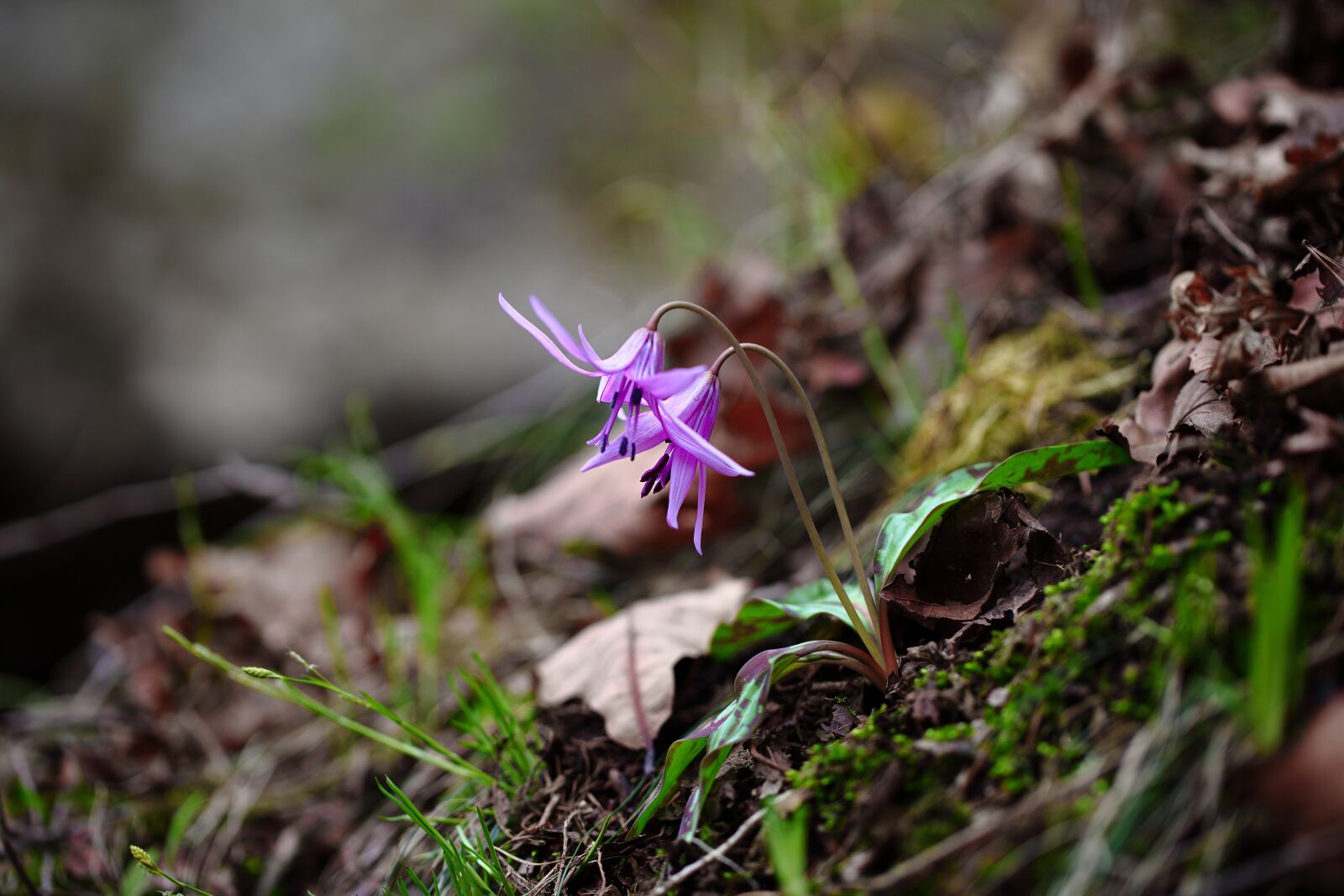 Canon EOS 5D Mark II sample photo. Nature, plants, outdoors photography