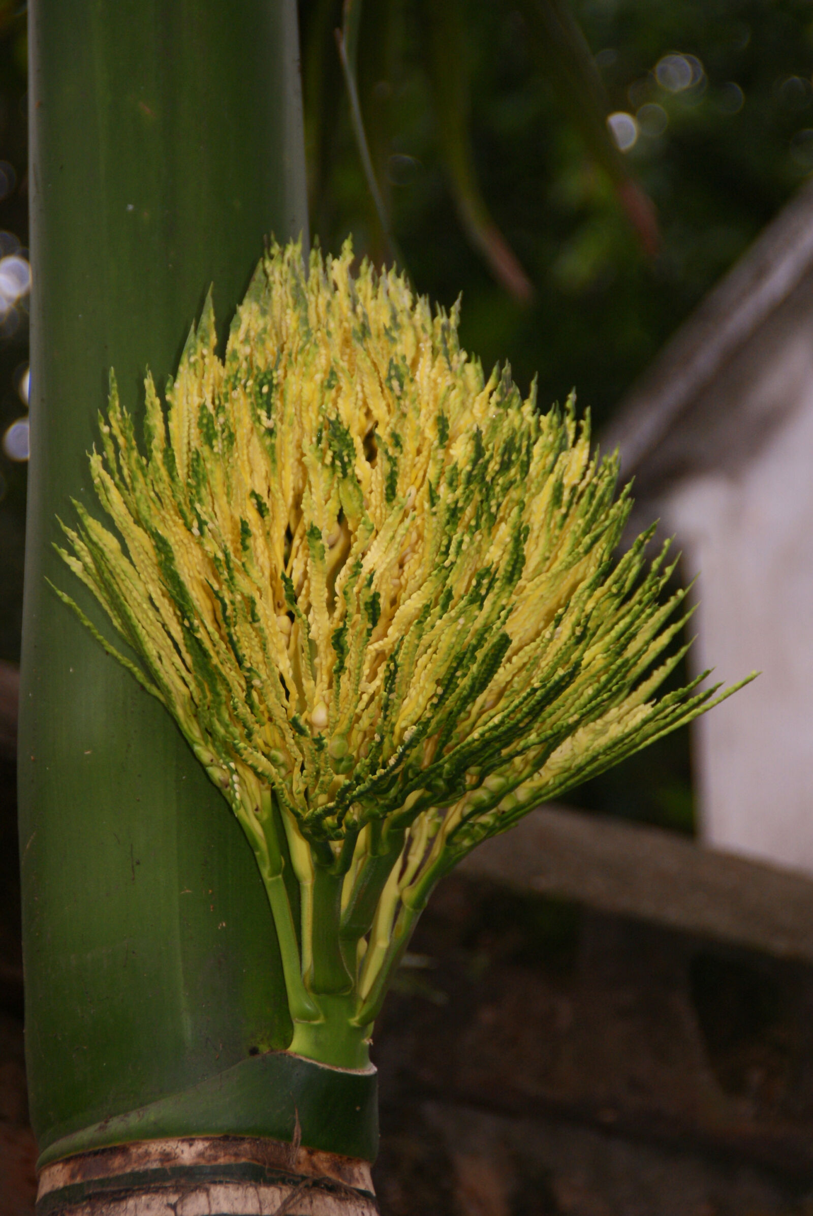 Sony Alpha DSLR-A300 sample photo. Palm photography