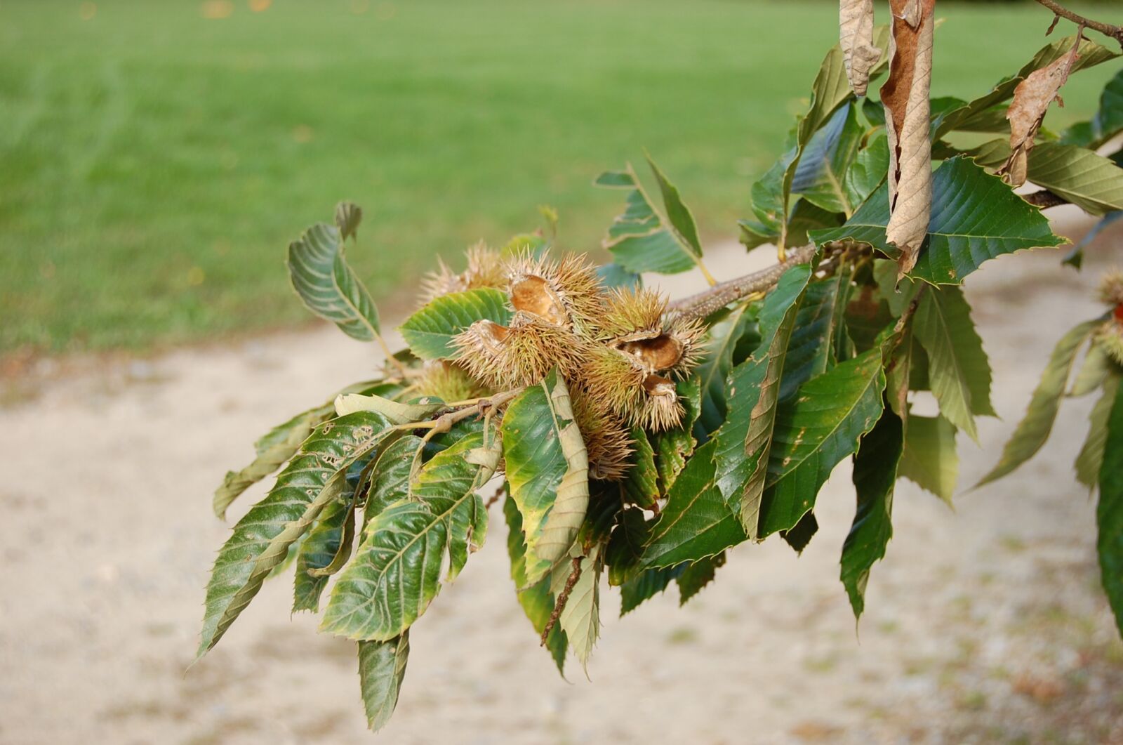 Nikon D40 sample photo. Natural, leaf, plant photography