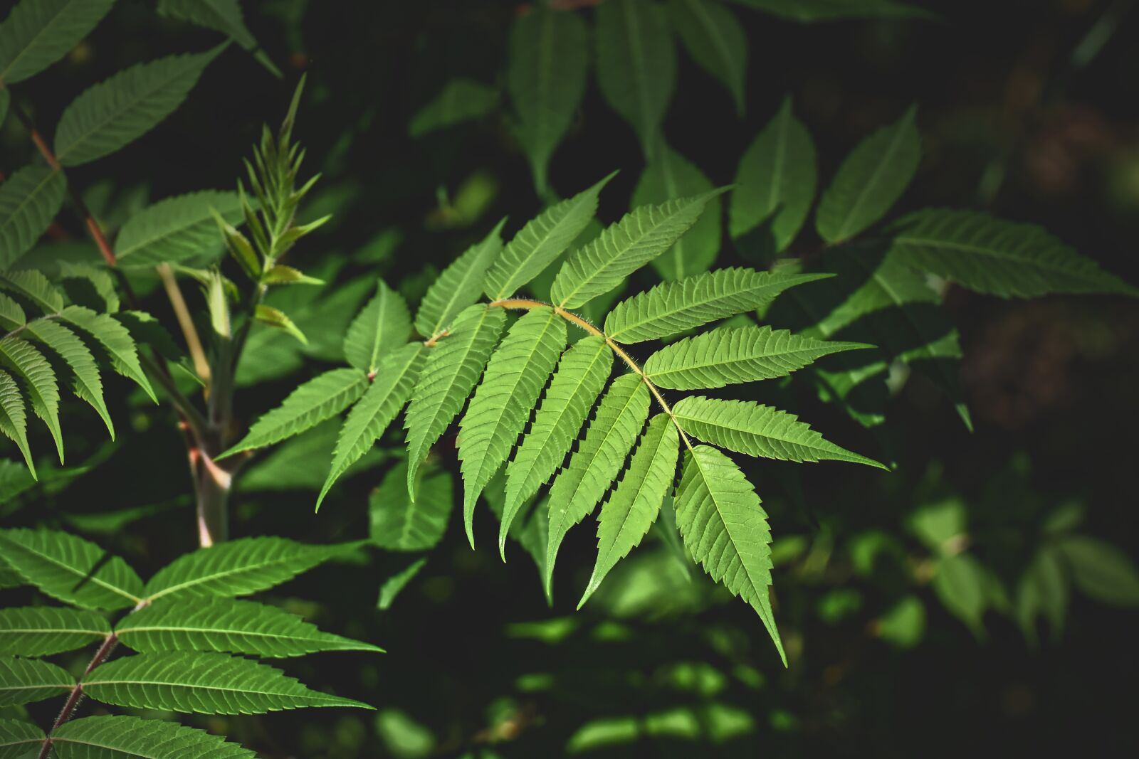 Nikon D7200 sample photo. Plant, green, garden photography