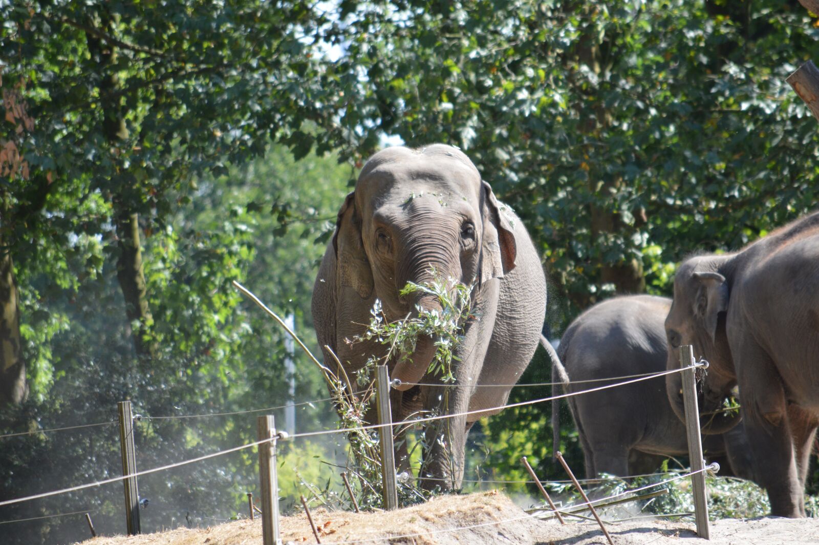 Nikon D3200 sample photo. Elephant, blijdorp, rotterdam photography