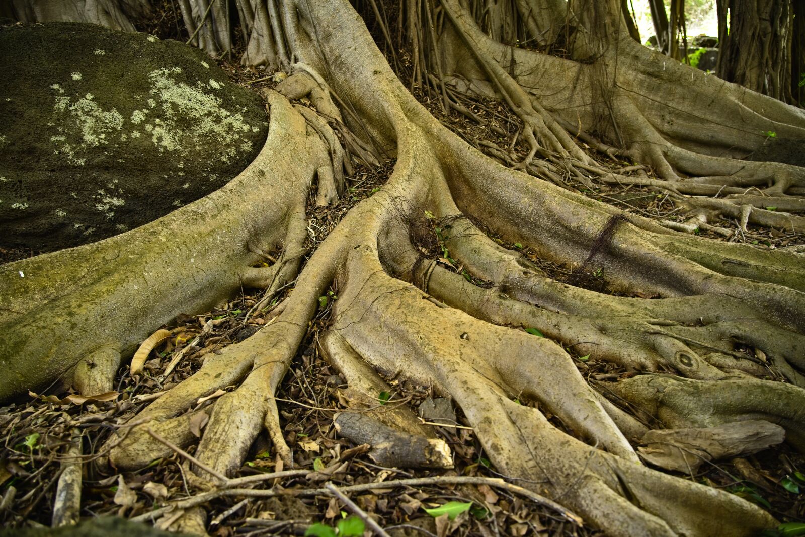 Sony a7 III + Sony FE 24-105mm F4 G OSS sample photo. Roots, tree, banyan photography