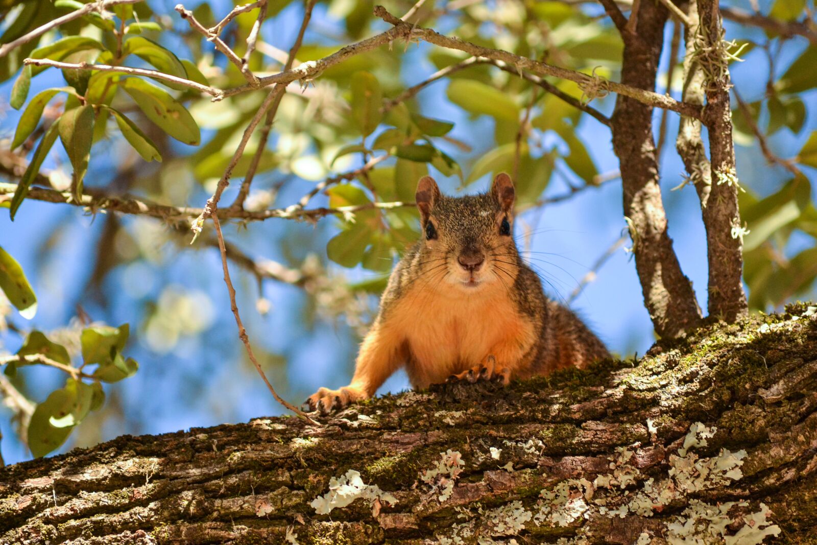 Nikon D3100 sample photo. Squirrel, tree, leaves photography