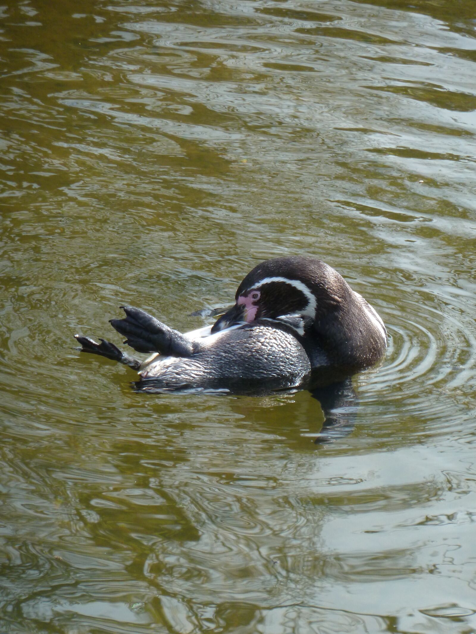 Panasonic Lumix DMC-ZS7 (Lumix DMC-TZ10) sample photo. Penguin, zoo, water photography