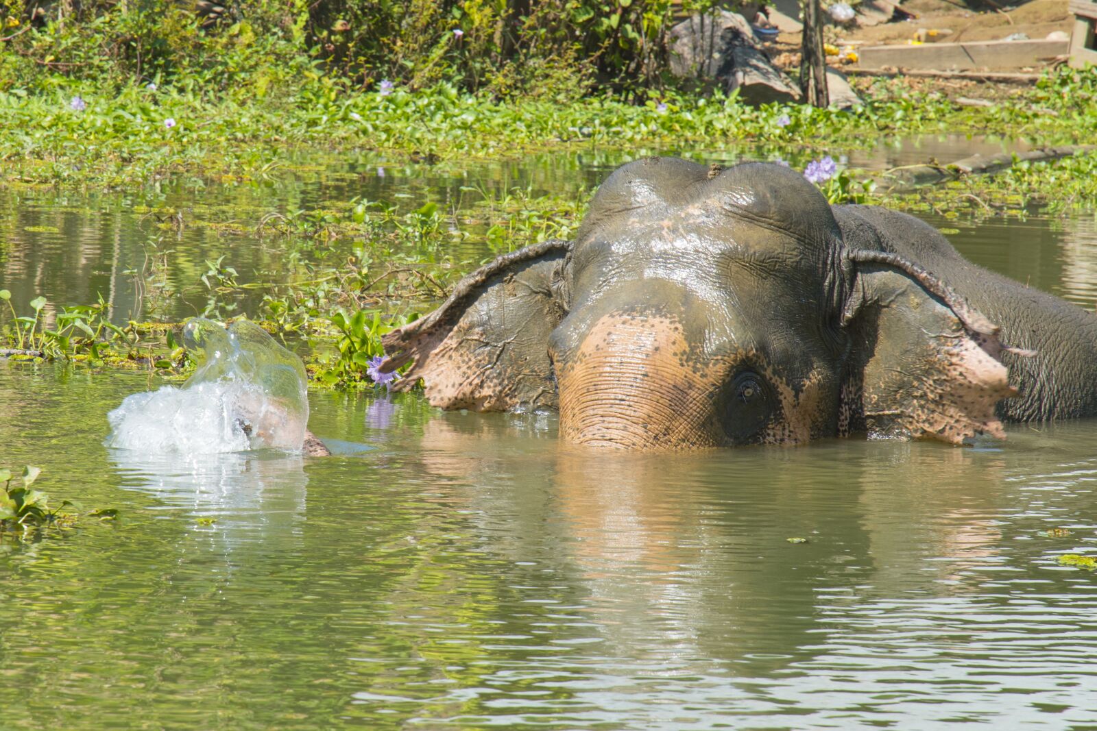 Nikon D5500 sample photo. Elephant, asian, asia photography