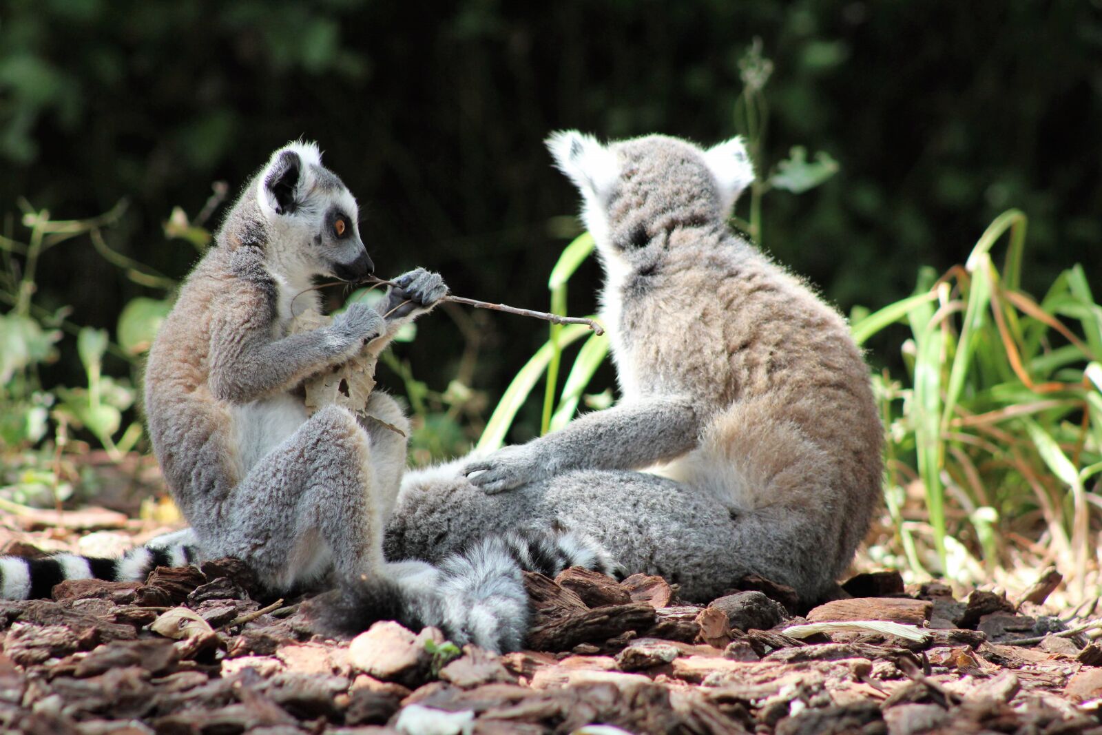 Canon EF75-300mm f/4-5.6 sample photo. Lemur, nice, madagascar photography