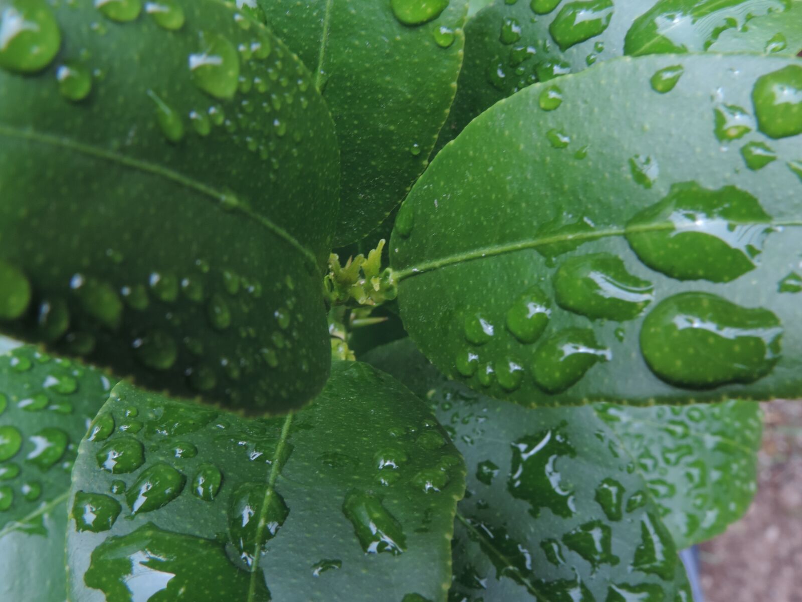Nikon Coolpix P520 sample photo. Lime, leaf, raindrop photography