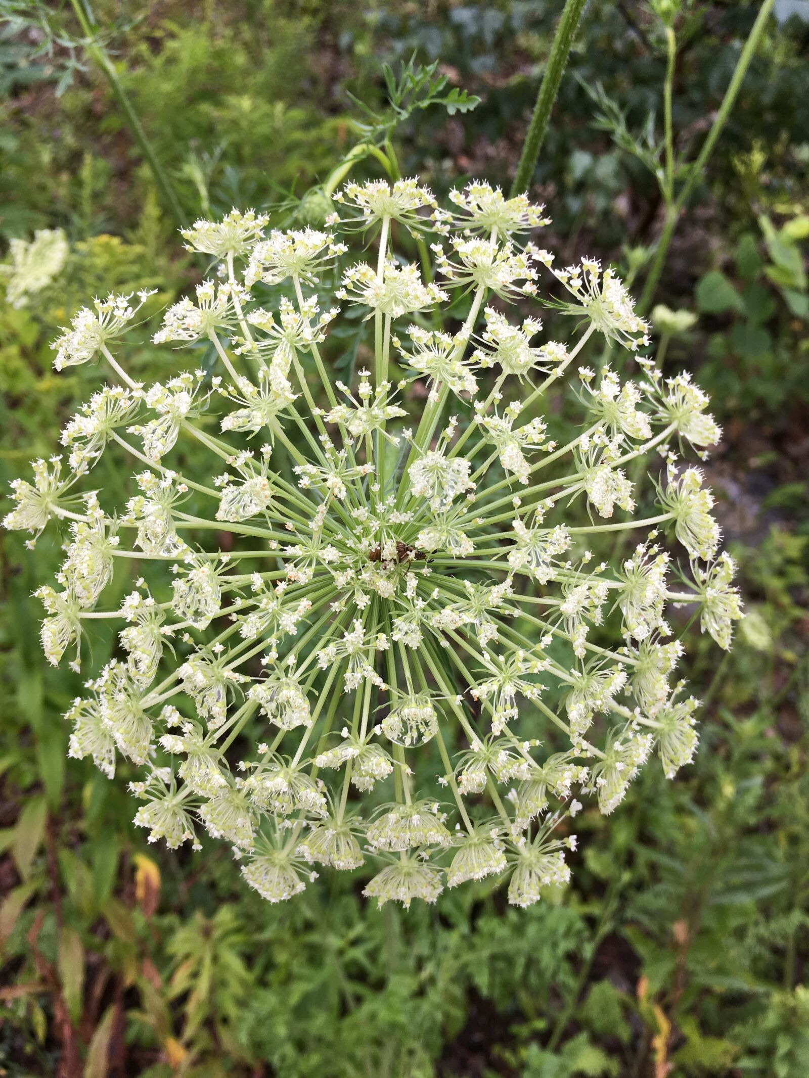 iPhone SE back camera 4.15mm f/2.2 sample photo. Queen anne's lace, flower photography