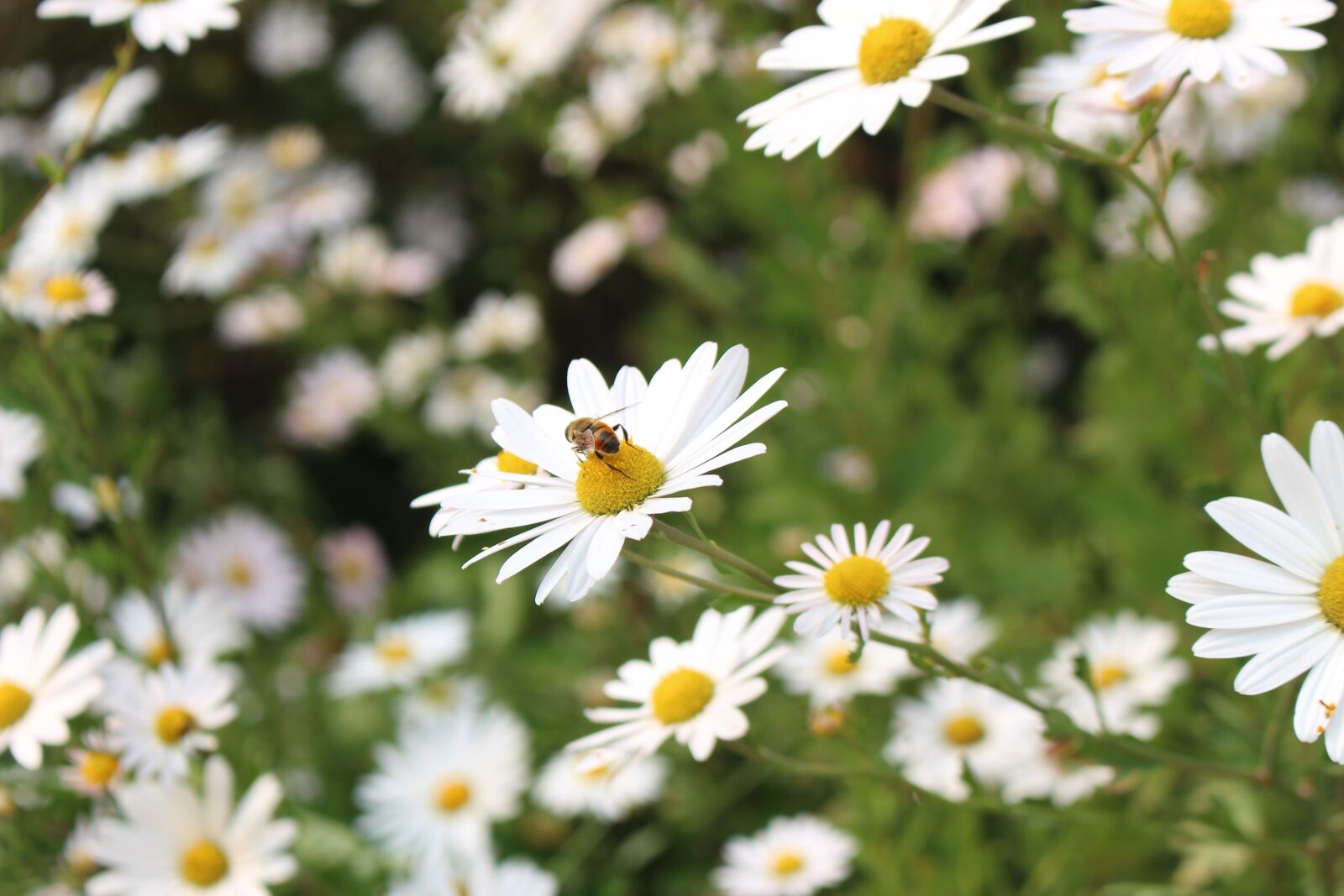 Canon EOS 700D (EOS Rebel T5i / EOS Kiss X7i) sample photo. Landscape, bee, flowers photography
