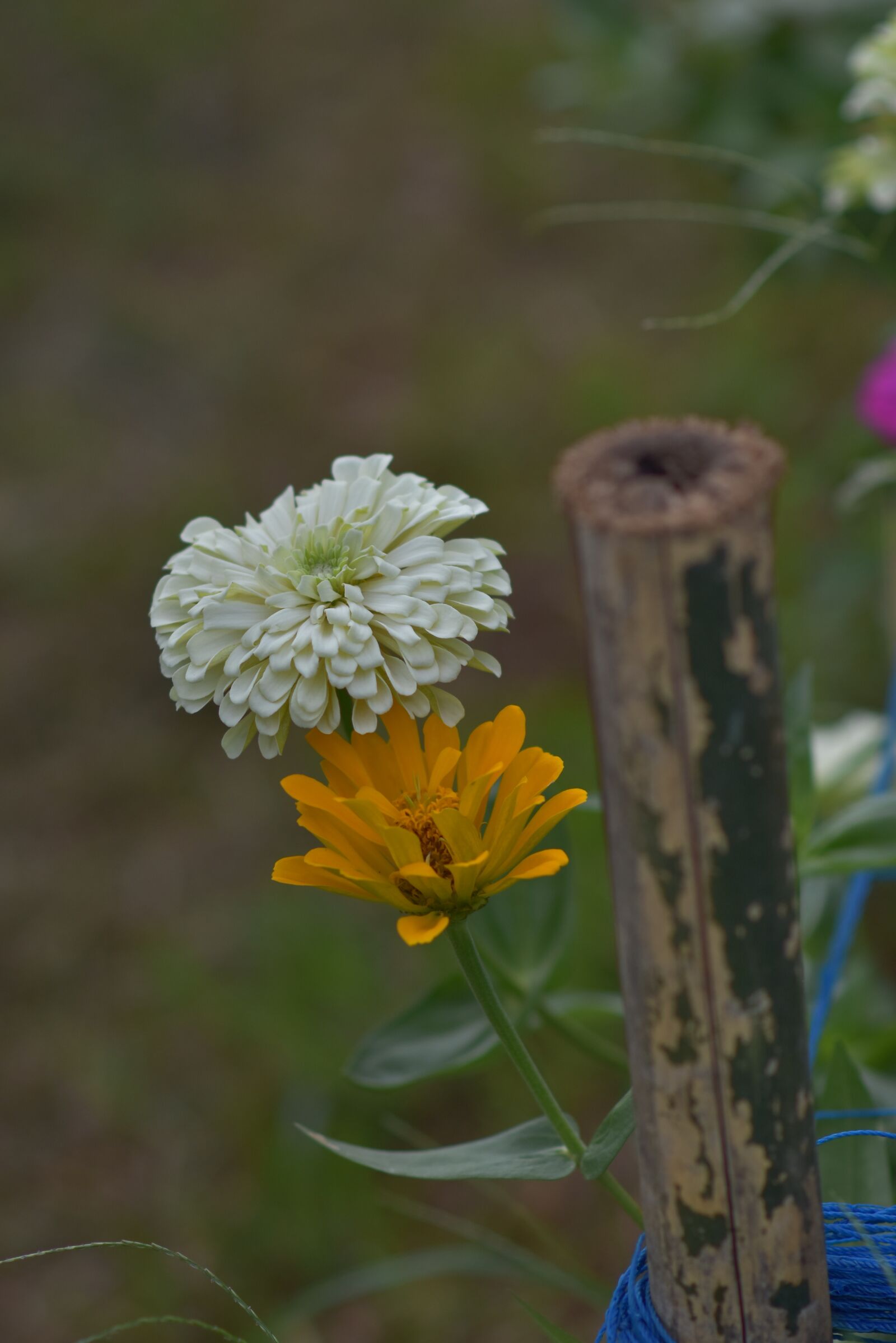 Nikon D7200 sample photo. Wooden chrysanthemum, summer, blooming photography