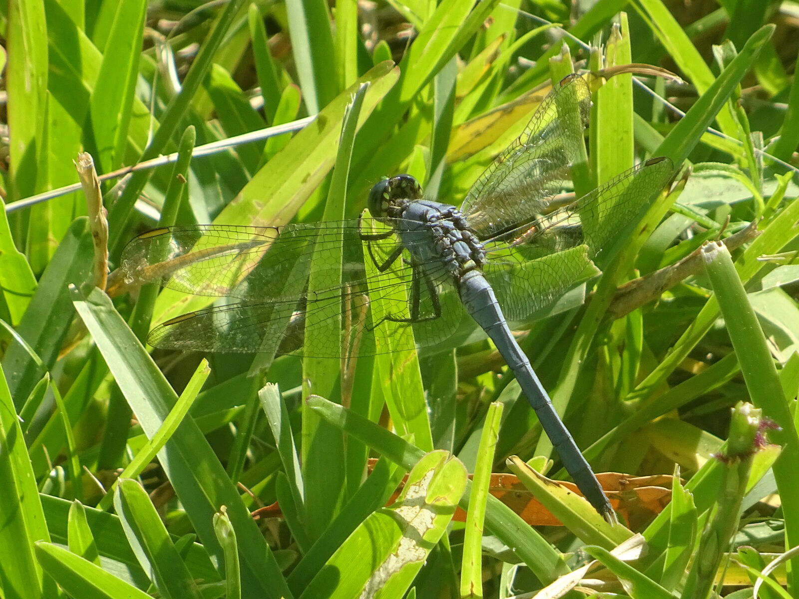 Sony DSC-HX60V sample photo. Blue, dragonfly, dragonfly photography