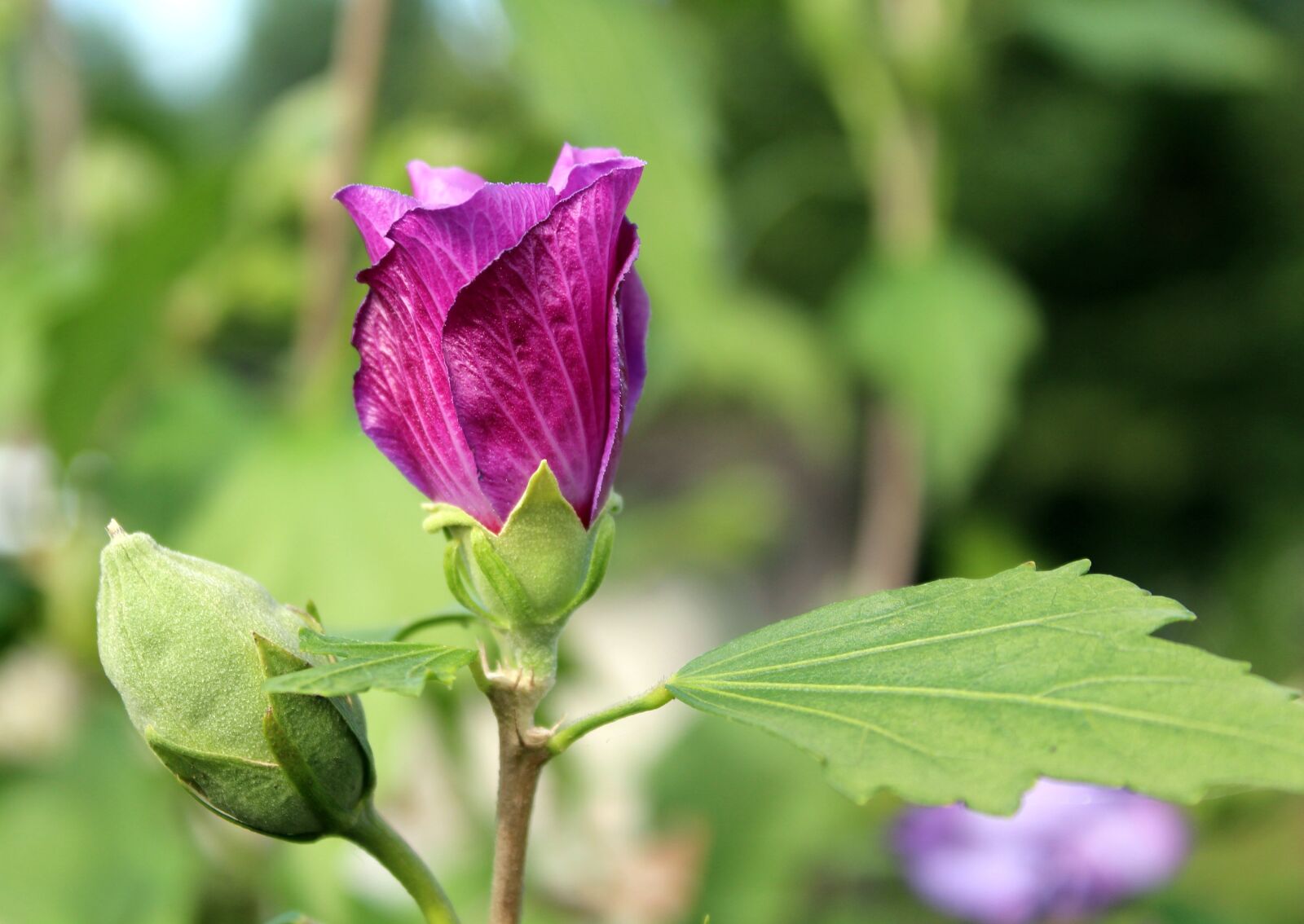 Canon EOS 1200D (EOS Rebel T5 / EOS Kiss X70 / EOS Hi) sample photo. Mallow, bud, flower photography