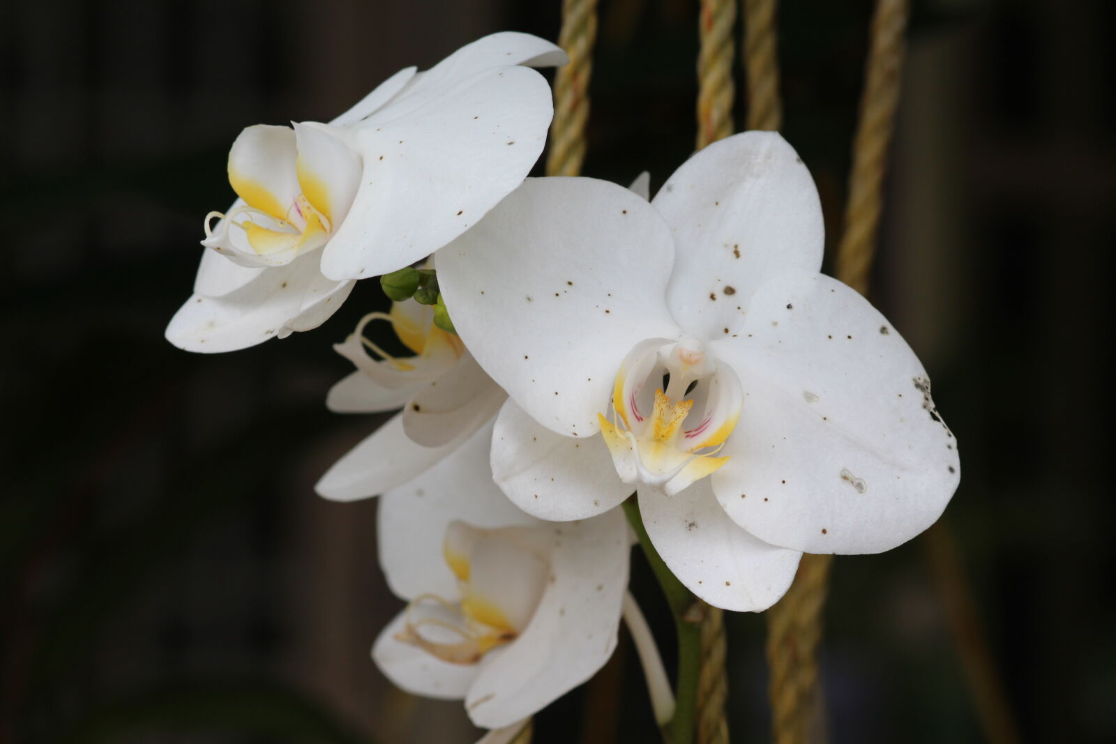 Canon EOS 700D (EOS Rebel T5i / EOS Kiss X7i) sample photo. White, moth, orchid, flower photography