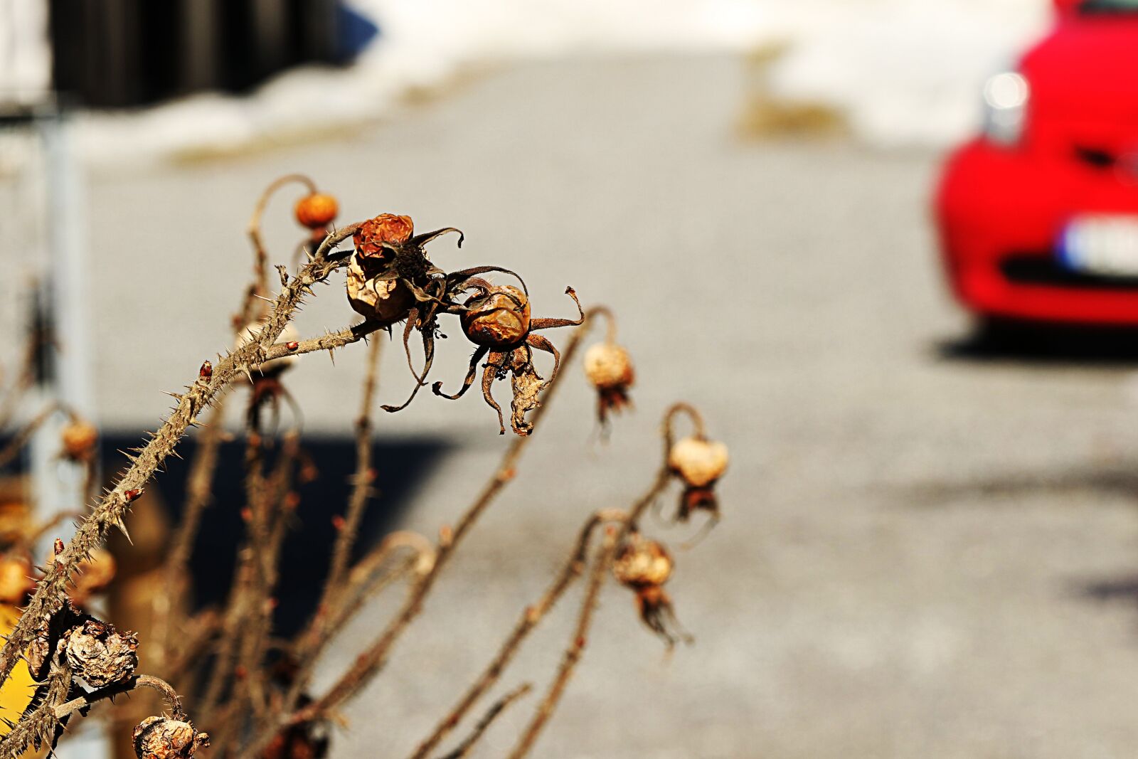 Canon EOS 7D Mark II sample photo. Nature, outdoors, rose hip photography